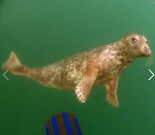 Buceo con las focas 
